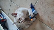 Vorschaubild 5