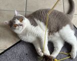 Vorschaubild 3