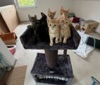 Vorschaubild 1