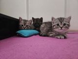 Vorschaubild 3