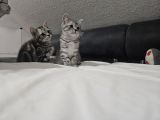Vorschaubild 4
