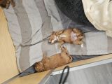 Vorschaubild 5