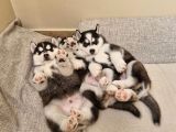 Vorschaubild 2