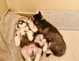 Vorschaubild 4
