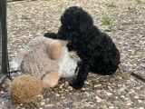Vorschaubild 3