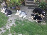 Vorschaubild 6