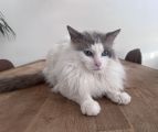 Vorschaubild 1