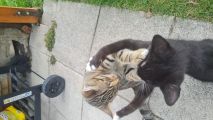 Vorschaubild 3