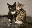 Vorschaubild 1