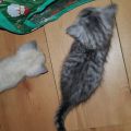 Vorschaubild 2