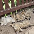 Vorschaubild 5