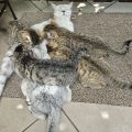 Vorschaubild 8