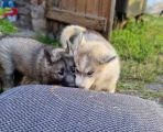 Vorschaubild 6