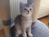 Vorschaubild 3