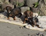 Vorschaubild 1