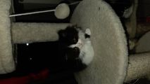 Vorschaubild 1