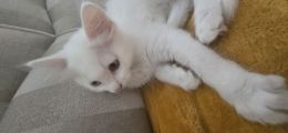 Vorschaubild 3
