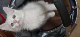 Vorschaubild 7