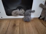 Vorschaubild 9