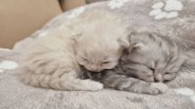Vorschaubild 2