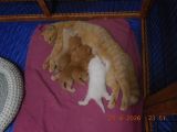 Vorschaubild 9