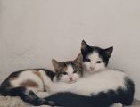Vorschaubild 1