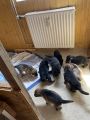Vorschaubild 8