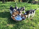 Vorschaubild 1