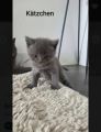 Vorschaubild 7