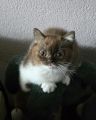 Vorschaubild 4