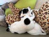 Vorschaubild 6