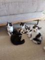 Vorschaubild 6