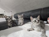Vorschaubild 6