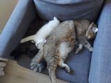 Vorschaubild 3