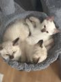 Vorschaubild 6