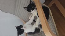 Vorschaubild 2