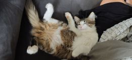 Vorschaubild 1