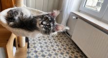 Vorschaubild 1