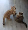 Vorschaubild 8