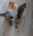 Vorschaubild 9