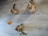 Vorschaubild 10