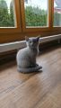 Vorschaubild 4