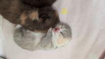 Vorschaubild 3