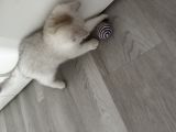 Vorschaubild 2