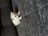 Vorschaubild 5