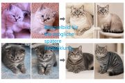 Vorschaubild 10