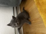Vorschaubild 4