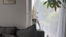 Vorschaubild 2
