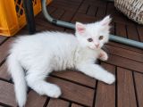 Vorschaubild 5