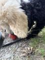 Vorschaubild 6